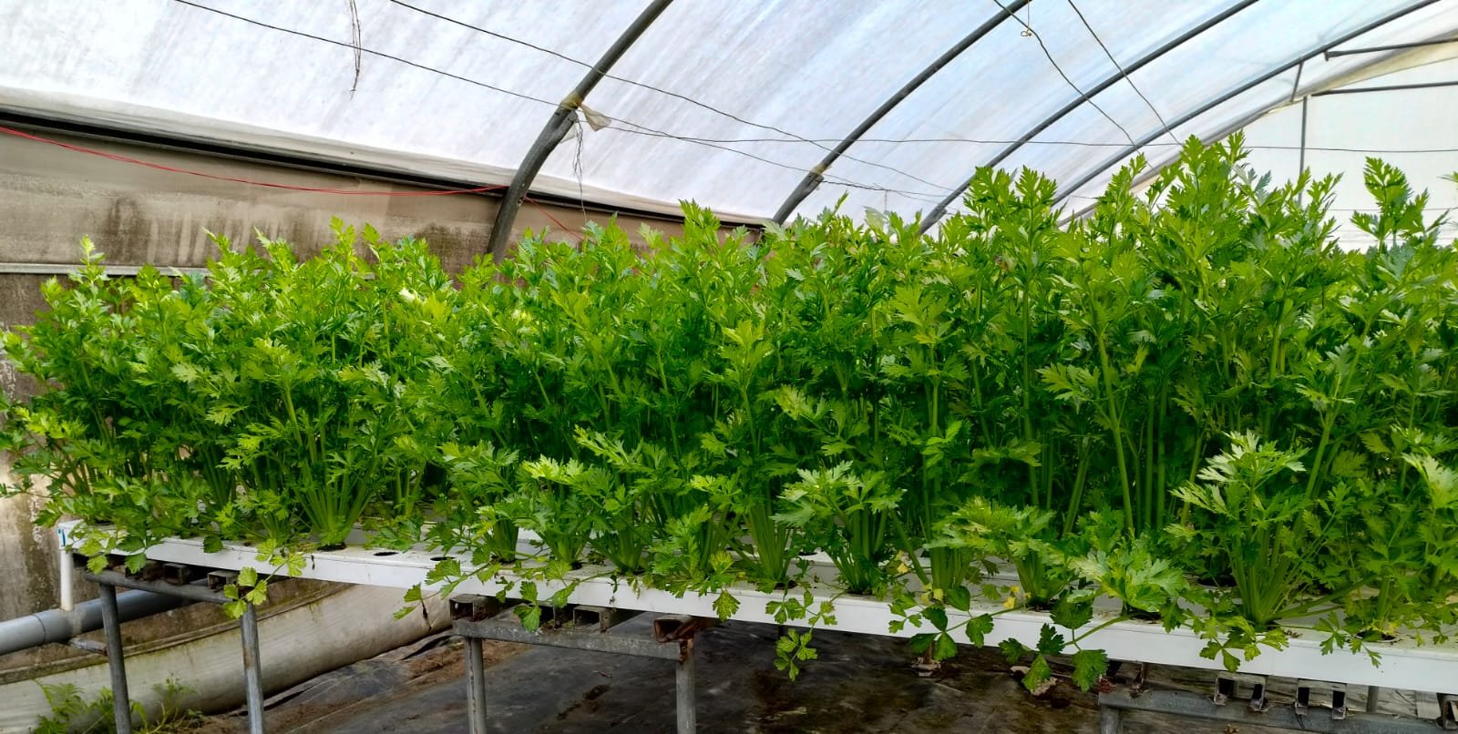 WhatsApp Image 2025-02-19 at 22.45